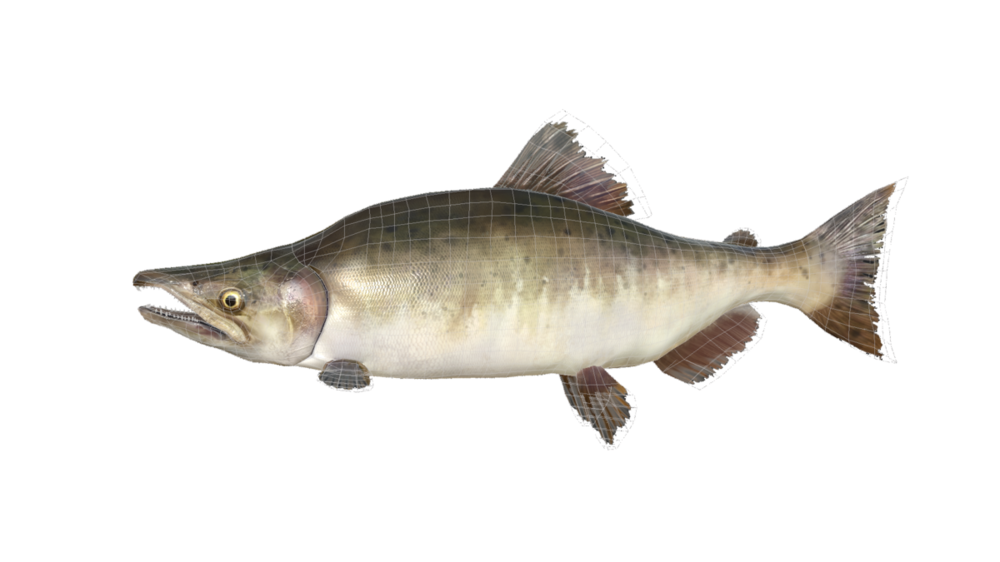 gorbusha_2.thumb.png.f534bfb9831c21bb9a18e526c6aa2b94.png