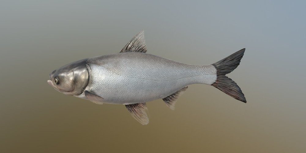 スカンクコーリー: 魚種のプロフィール