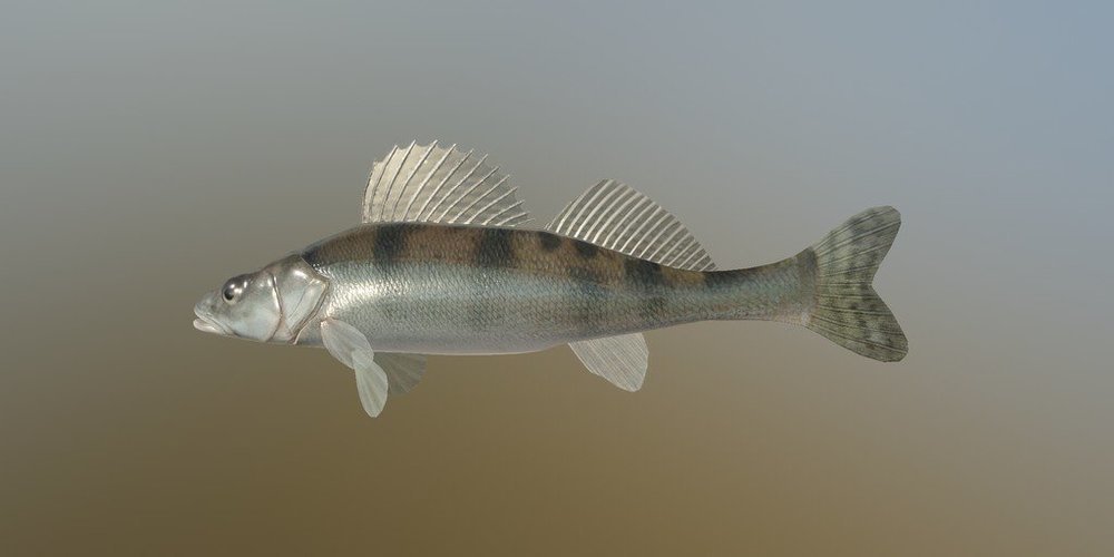 ヴォルガザンダー 魚種 Russian Fishing 4