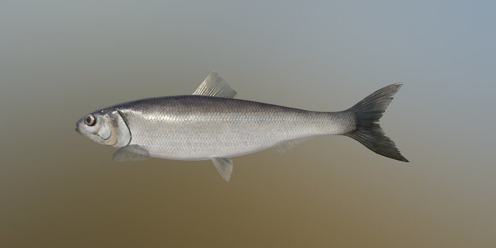 ケスラーのニシン 魚種 Russian Fishing 4