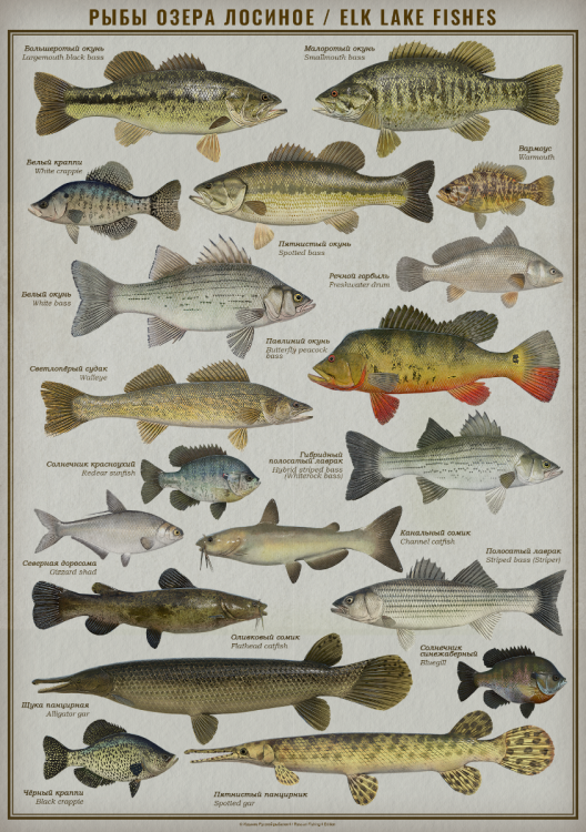 elk_lake_fishes.thumb.png.11105397027c152baecced4707a0fc1b.png